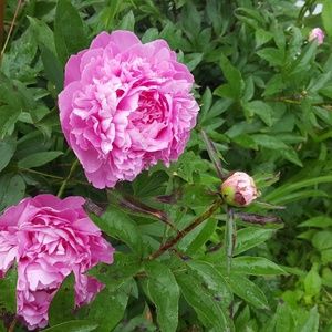 Meet your Posher, Selicia